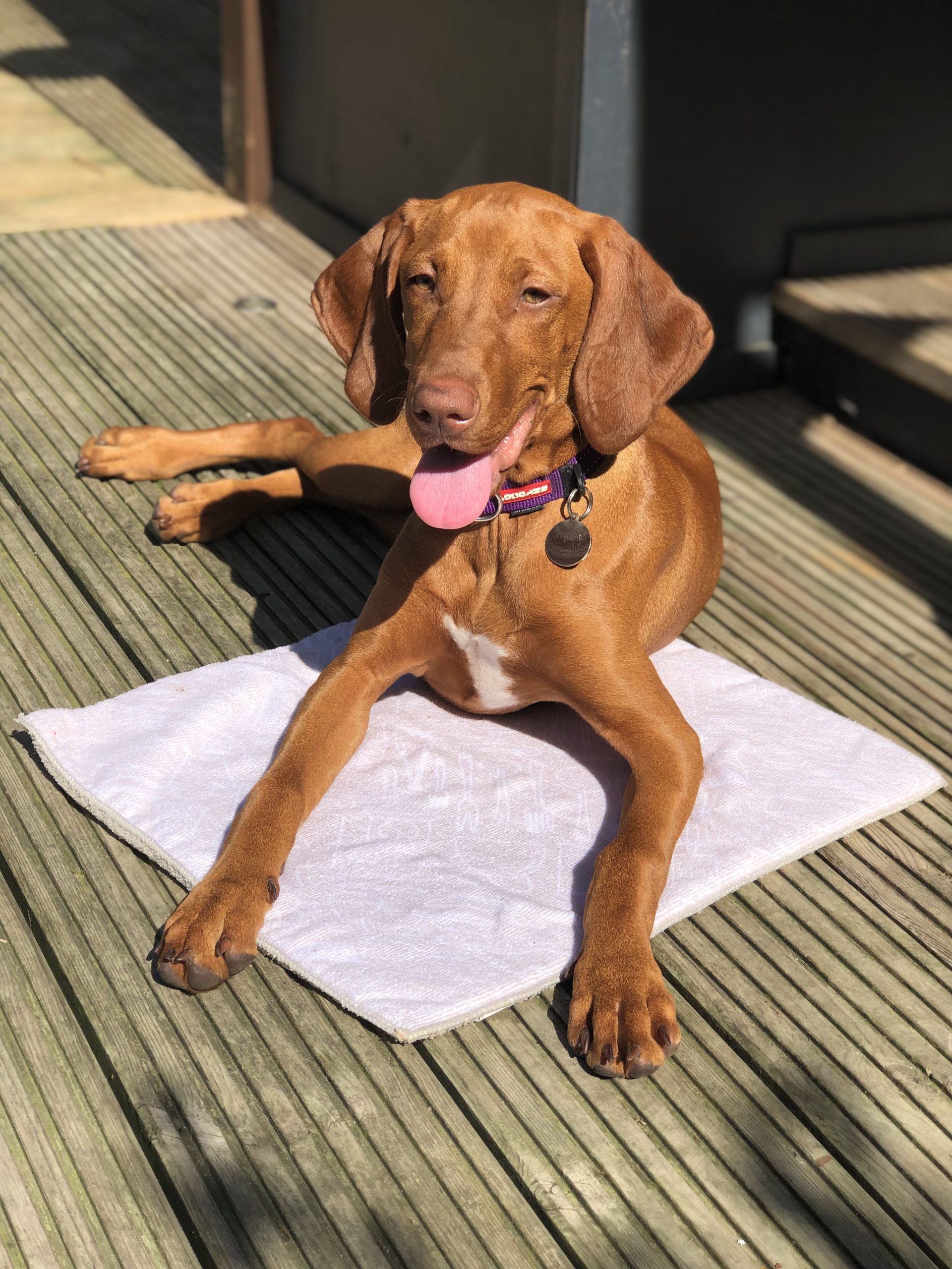 Vizsla boarding sale