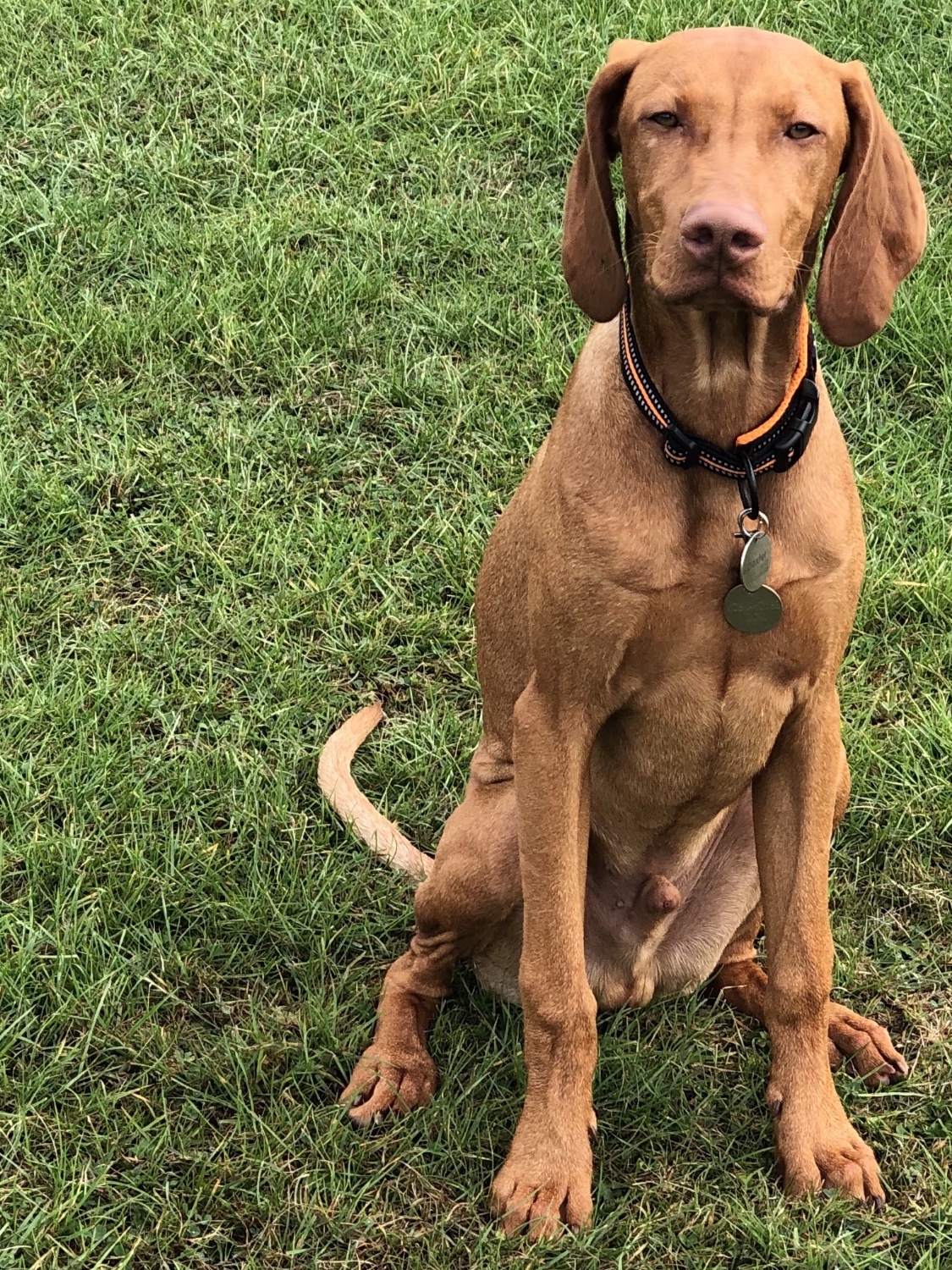 can a vizsla live in an apartment